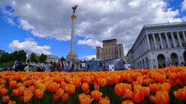 beautiful tulips filed on the background of Ukrainian city Kyiv