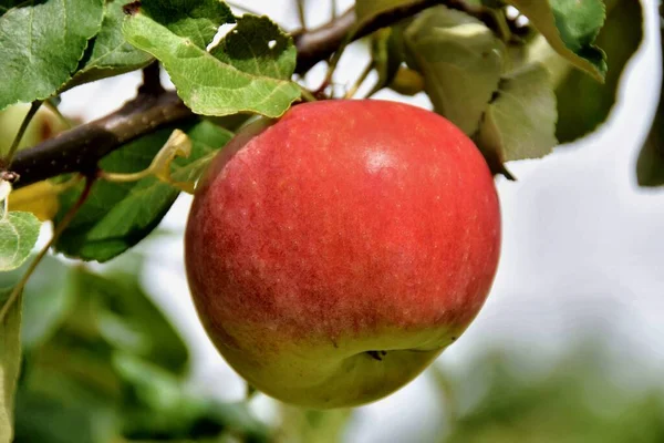 close up of ripe red apple with leaves on a tree