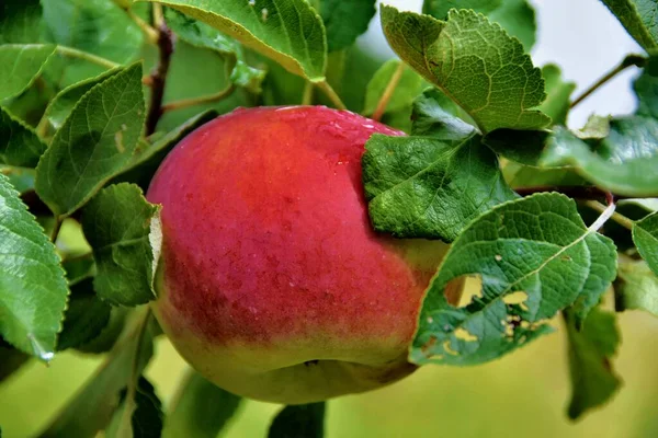 close up of ripe red apple with leaves on a tree
