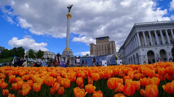 beautiful tulips filed on the background of Ukrainian city Kyiv