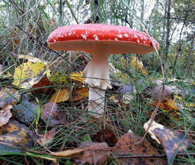 close up view of fly agaric mushroom in the forest 