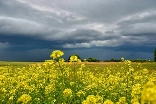 beautiful landscape with storm clouds over a field of yellow rape