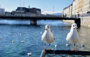 İsviçre 'deki Cenevre Gölü' ndeki martılar 