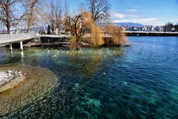 Geneva Switzerland February 2023 Beautiful View Birds Leman Lake Switzerland — Stock Photo, Image