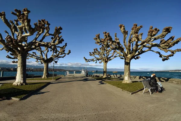 Geneva Switzerland February 2023 Seafront Geneva Lake Trees Leman Switzerland — Stock Photo, Image