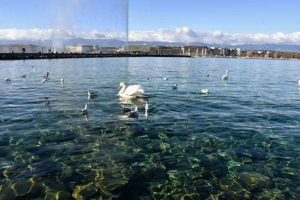 Seagulls Swans Leman Lake Foreground Geneva City Switzerland — Stock Photo, Image