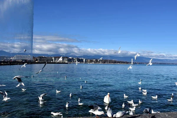 Seagulls Swan Leman Lake Foreground Geneva City Switzerland — Stock Photo, Image