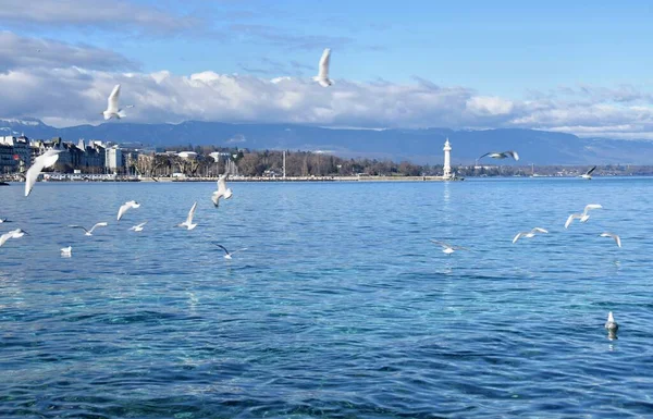 Seagulls Flying Foreground Geneva City Leman Lake Switzerland — Stock Photo, Image