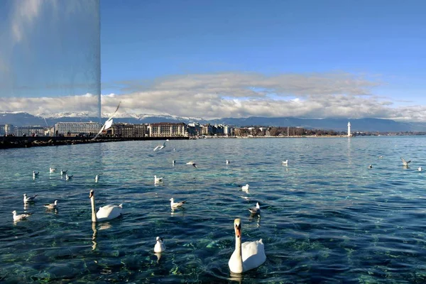 Seagulls Swans Leman Lake Foreground Geneva City Switzerland — Stock Photo, Image