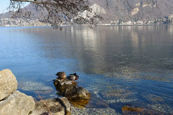 Scénický Pohled Jezero Annecy Skalnatým Pobřežím — Stock fotografie