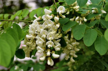 İlkbaharda açan akasya çiçekleri