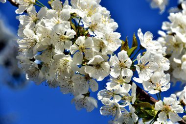 güzel çiçekler, çiçek arkaplanı, yakın çekim manzarası