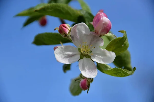 Close View Beautiful Blossoming Apple Tree Flowers — Stock Photo, Image
