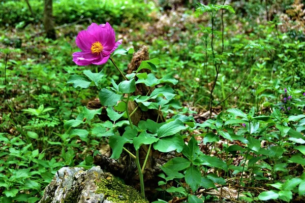 Όμορφο Μωβ Λουλούδι Ανθίζει Στο Δάσος — Φωτογραφία Αρχείου
