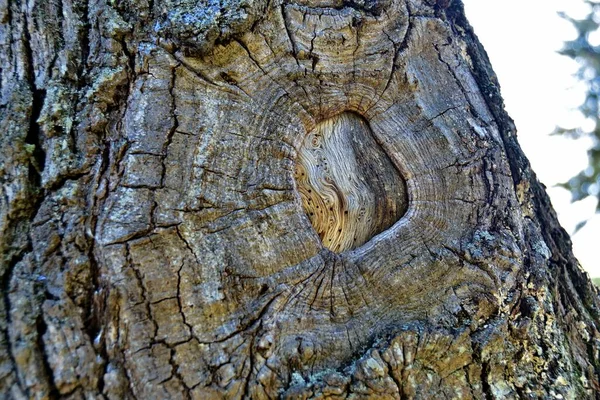 Tekstura Starego Drewna Widok Bliska — Zdjęcie stockowe