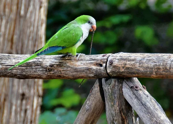 Papağan Ulusal Bahçenin Yanındaki Bankta Oturuyor Telifsiz Stok Fotoğraflar