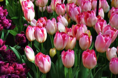 Hollanda, Lisse 'deki Keukenhof ya da Mutfak Bahçesi' nde çiçek açan güzel manzara