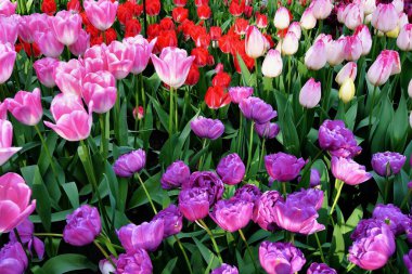 Hollanda, Lisse 'deki Keukenhof ya da Mutfak Bahçesi' nde çiçek açan güzel manzara