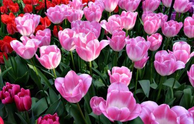 Hollanda, Lisse 'deki Keukenhof ya da Mutfak Bahçesi' nde çiçek açan güzel manzara
