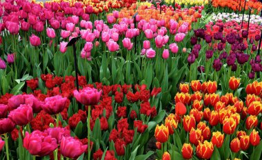 Hollanda, Lisse 'deki Keukenhof ya da Mutfak Bahçesi' nde çiçek açan güzel manzara