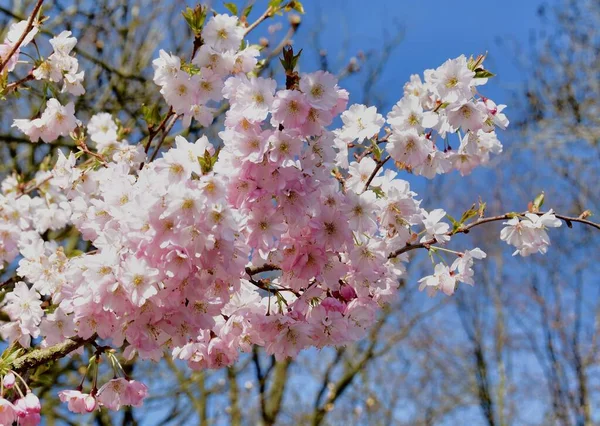 Kwitnące Kwiaty Drzewa Keukenhof Lub Ogrodzie Lisse Holandia — Zdjęcie stockowe