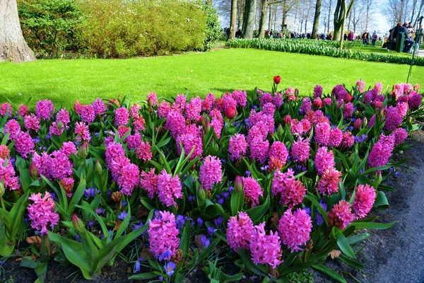 Vacker Utsikt Över Blommande Blommor Keukenhof Eller Köksträdgård Lisse Nederländerna — Stockfoto