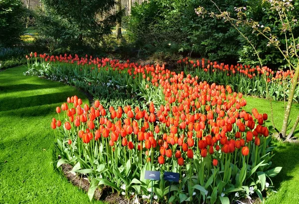 荷兰利塞的Keukenhof或Kitchen花园 美丽的花卉美景 — 图库照片