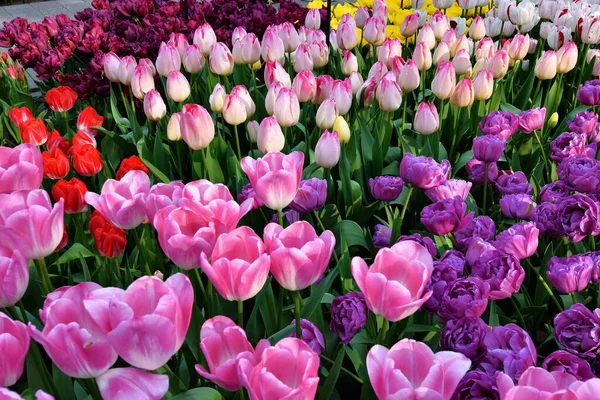 Piękny Widok Kwitnące Kwiaty Keukenhof Lub Ogrodzie Lisse Holandia — Zdjęcie stockowe