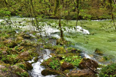 Güzel orman nehri Valserine İlkbaharda Rhone-Alpes, Fransa 'da