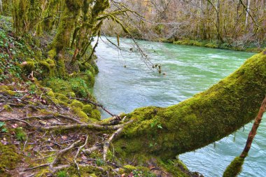 Güzel orman nehri Valserine İlkbaharda Rhone-Alpes, Fransa 'da