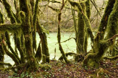 Güzel orman nehri Valserine İlkbaharda Rhone-Alpes, Fransa 'da