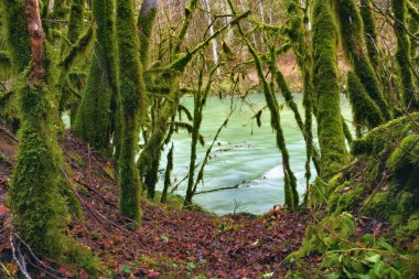 Güzel orman nehri Valserine İlkbaharda Rhone-Alpes, Fransa 'da