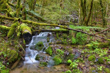 Güzel orman nehri Valserine İlkbaharda Rhone-Alpes, Fransa 'da