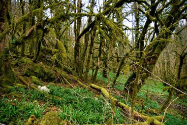 Rhone-Alpes, Fransa 'da büyülü bahar ormanı