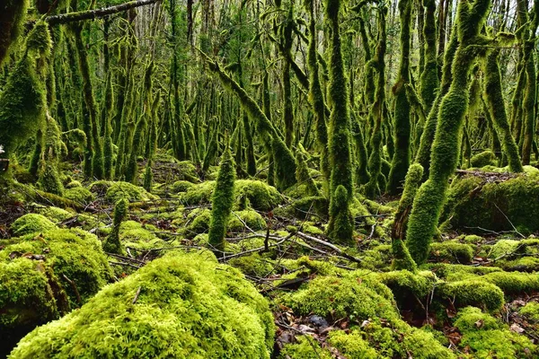 Floresta Mágica Primavera Rhone Alpes França — Fotografia de Stock