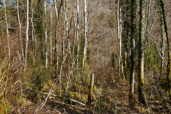 Magica Foresta Primaverile Rhone Alpes Francia — Foto Stock