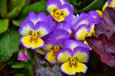 Üç renkli menekşeler (Pansy gözler), yakın çekim