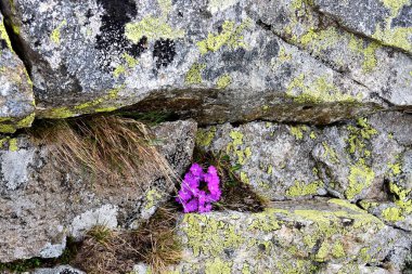 Kayalık dağlarda açan çiçekler, gündüz manzarası 