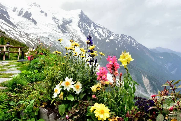 Flores Florecientes Montañas Rocosas Vista Diurna — Foto de Stock