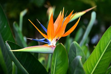 Beyaz çiçekli güzel deniz manzarası