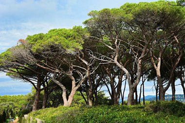 Güzel deniz manzarası ve Fransa 'nın Cannes şehrindeki Sainte-Marguerite adası.