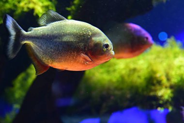 Akvaryumdaki pirana balığının yakın plan görüntüsü.