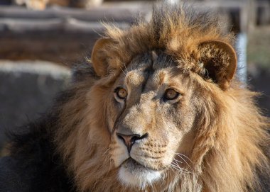 Aslan yerde dinleniyor.