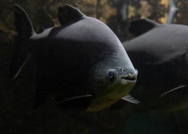 Akvaryumdaki balıklar