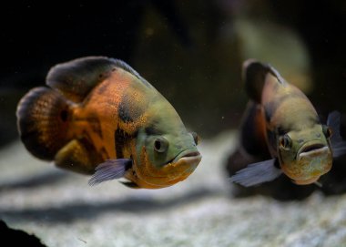 Akvaryumdaki egzotik balıklar