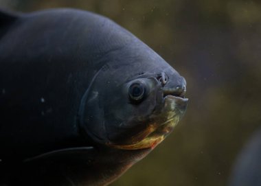 Akvaryumdaki egzotik balıklar