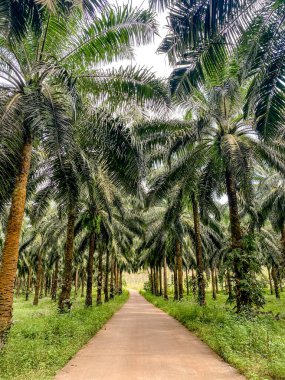 Parktaki palmiye ağaçları