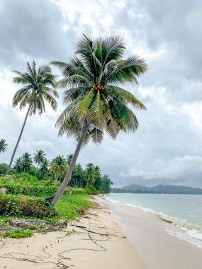 Hindistan cevizi palmiyeli tropik deniz manzarası, koh samui thailand