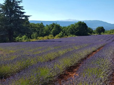 Provence, Fransa 'daki lavanta tarlası.