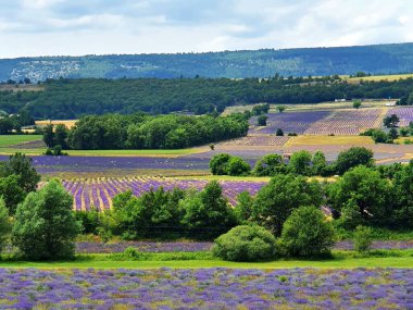 Fransa 'nın güneyindeki Provence' deki lavanta tarlası..